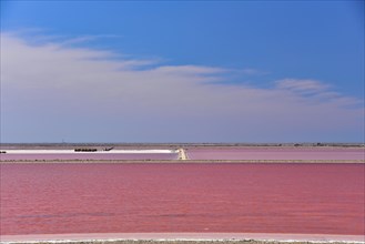 Salt extraction at the Giraud seawater saltworks in the Camargue