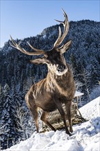 Deer on the Reiseralm near Lenggries