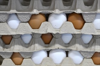 Egg carton eggs