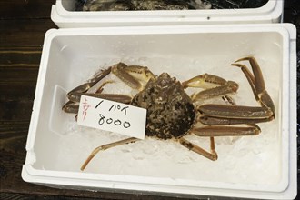 Large snow crab for sale