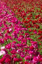 Pink and red ranunculus flowers in Carlsbad