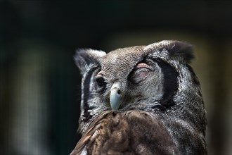 Verreauxs eagle-owl