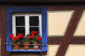 Window with geraniums and blue border