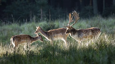 Fallow deer