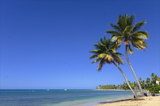 Palm trees at Playa Las Terrenas Samana