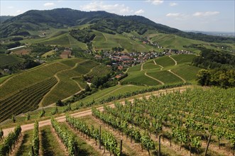 View of Durbach and vineyards from Staufenberg Castle