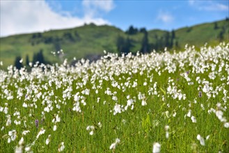 Flowering cottongrass