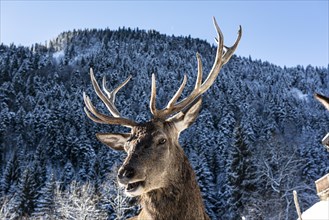 Deer on the Reiseralm near Lenggries