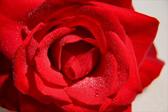 Red rose close-up with water droplets