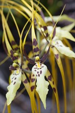 Brassia arcuigera or spider orchid