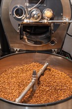 Roasted coffee is poured from the roasting drum into the cooling kettle