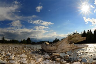 Gravel bank with driftwood on the Isar