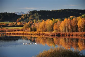 Swans on Lake Haslach near Bernbeuren in Allgaeu