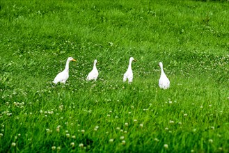 Geese in a meadow