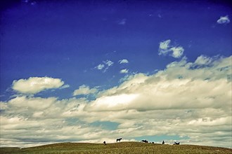 Herd of wild horses on the horizon