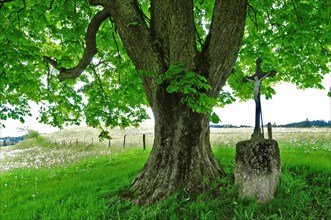 Field cross under a chestnut tree in Allgaeu