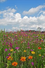 Flower meadow in summer in Bavaria