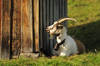 Goat lying in the sun