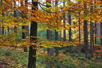 Mixed forest with beech trees in autumn