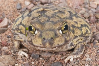 Couchs spadefoot toad