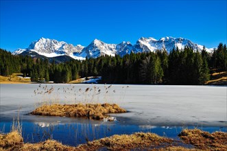 Reed island in the frozen Geroldsee lake in Upper Bavaria