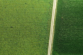 Aerial view of a sunflower field and a maize field