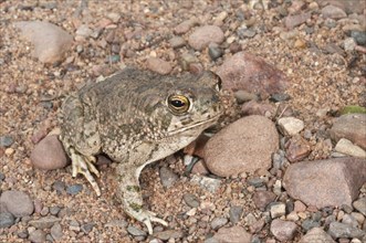 The Great Plains toad
