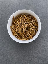 Bowl with snack food inside made from insects mealworms dried larvae of yellow mealworm