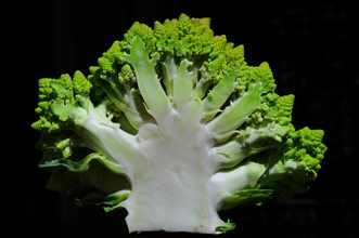Sliced vegetable cabbage