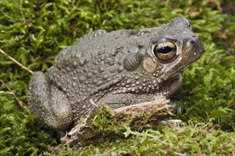 The Texas toad