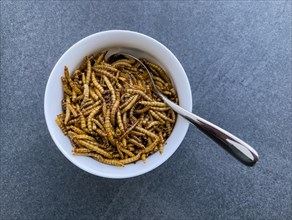 Bowl with dessert spoon in it Snack food Food made from insects Mealworms dried larvae of yellow mealworm