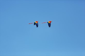 Two scarlet macaw