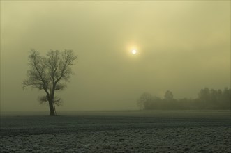 Tree backlit by morning fog