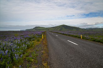 Ring road in the south of Iceland amidst fields of nootka lupins