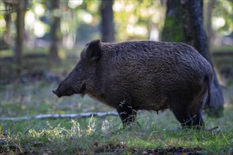 Wild boar