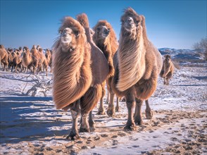 Camels come home to Bulgan Province