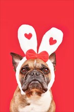 Cute French Bulldog dog wearing Valentines Day headband with bunny ears with hearts on red background