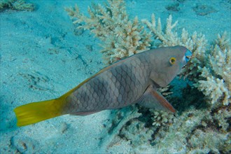 Female rusty parrotfish
