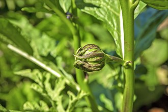 Fresh growing Thai pea aubergines