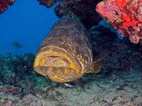 Atlantic goliath grouper