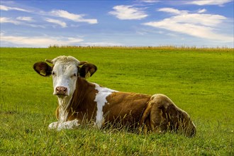 Cow lying on pasture