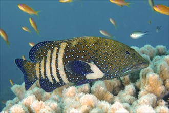 Bluespotted grouper