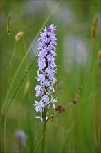Spotted moorland spotted orchid