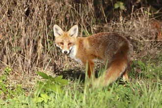 Red fox