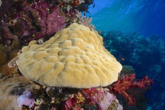 Mountain coral