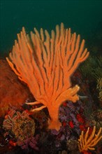 Orange flagellar sea fan