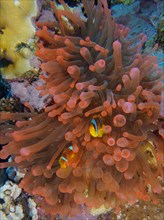 Fluorescent bubble-tip anemone