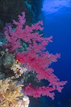 Klunzingers klunzingers soft coral