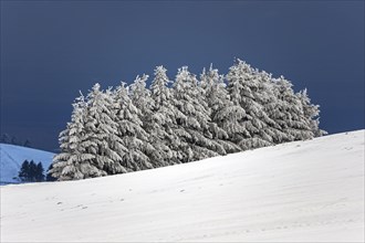 Snow-covered group of trees in a snow field