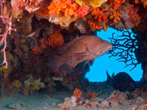 Caribbean grouper